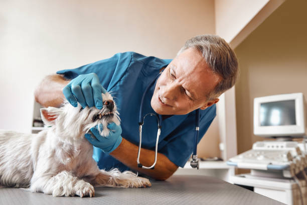 Best Emergency Root Canal Treatment in Evergreen Park, IL